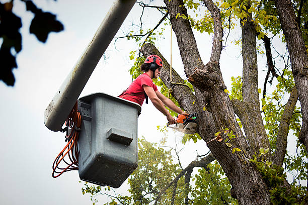 Best Seasonal Cleanup  in Bloomfield Hills, MI